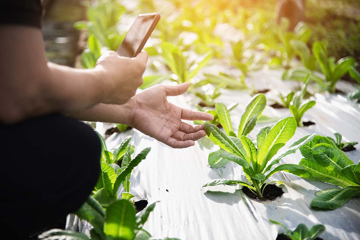 gestionedellecoltivazioni_freegreeninnovareperincludere_1